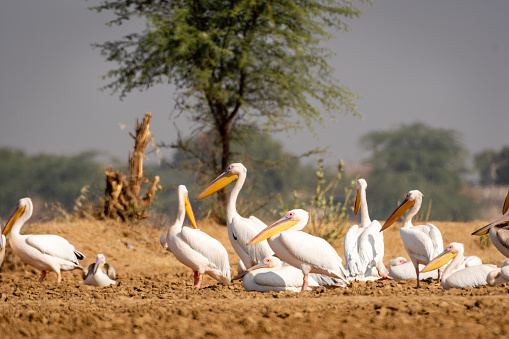 Great white pelican or rosy pelican family or flock at open grass field at outskirts of keoladeo ghana national park or bharatpur bird sanctuary rajasthan india - Pelecanus onocrotalus