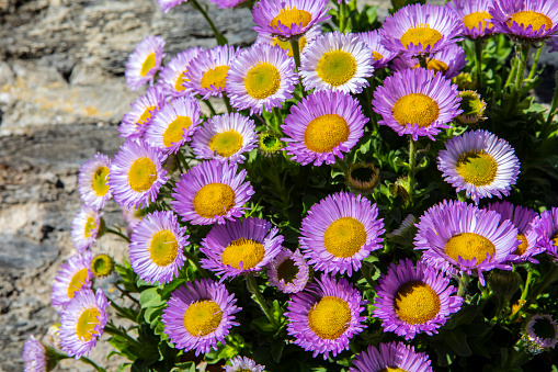 A close-up of Alpine Aster flowers, pictured in Cornwall, UK.