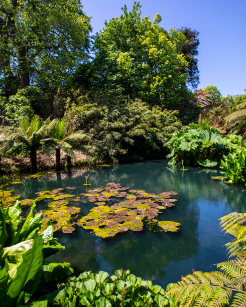 istock Lost Gardens of Heligan in Cornwall, UK 1332285516