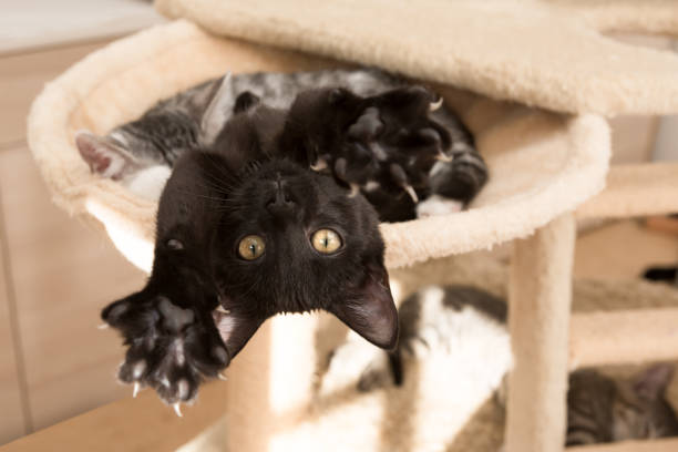 black kitten lying on back stretching paws to camera stock photo