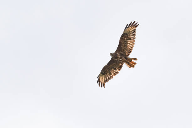 istock Common buzzard buteo buteo flying in the sky 1332286146