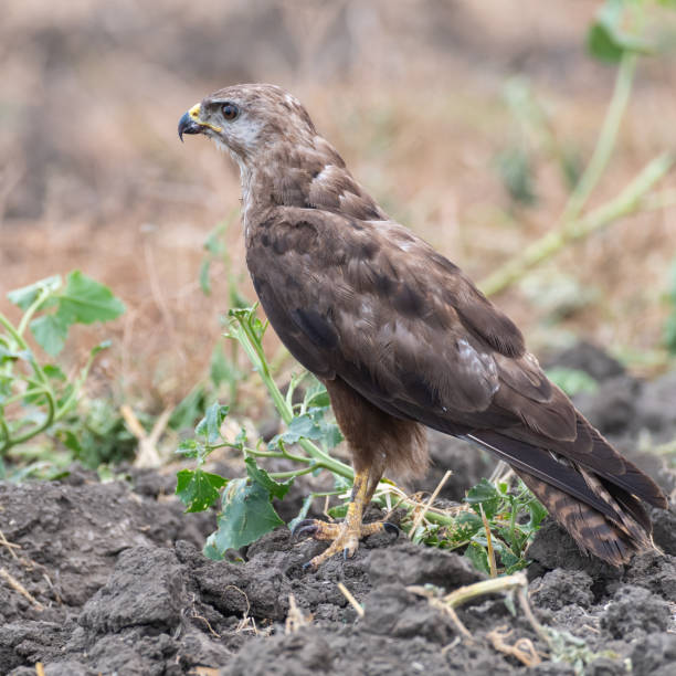istock Common buzzard buteo buteo, in the wild. Close up 1332286154