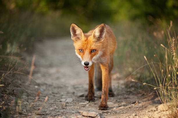 istock Close up of a red fox Vulpes vulpes 1332286172