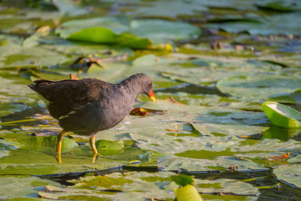 istock Common Moorhen Gallinula chloropus. In the wild 1332286278