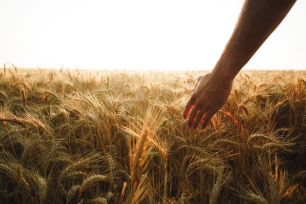 istock Male hand touches wheat ears on field at sunset 1332288033