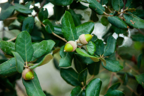 baby acorns - mantar ağacı stok fotoğraflar ve resimler