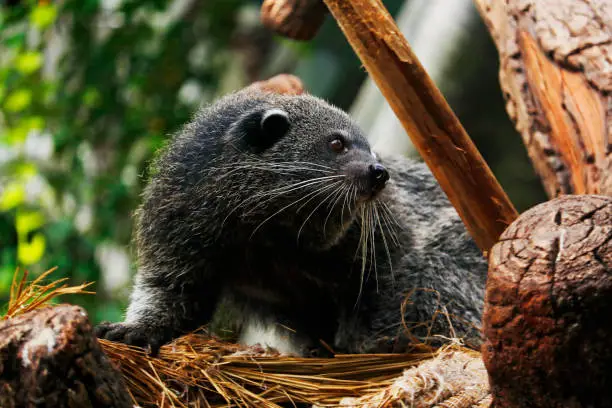 Asian palm civet, also called common palm civet, toddy cat and musang