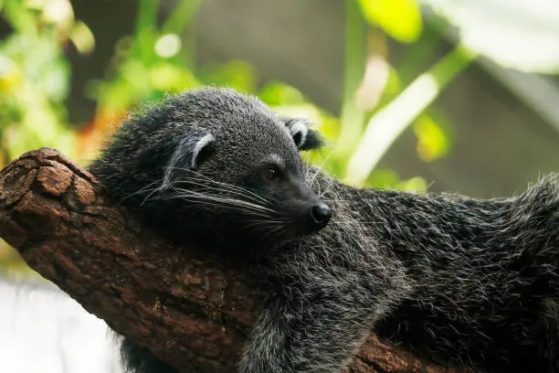 Asian palm civet, also called common palm civet, toddy cat and musang,lying on a tree