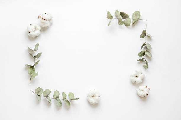 istock Plant branches frame with eucalyptus leaves and cotton flowers 1332291286