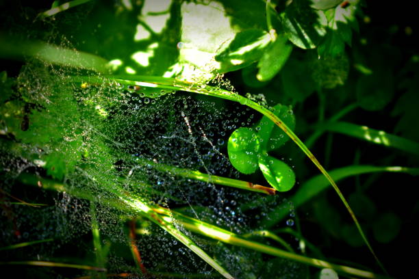 istock dew drops on the cobweb in the grass 1332292334