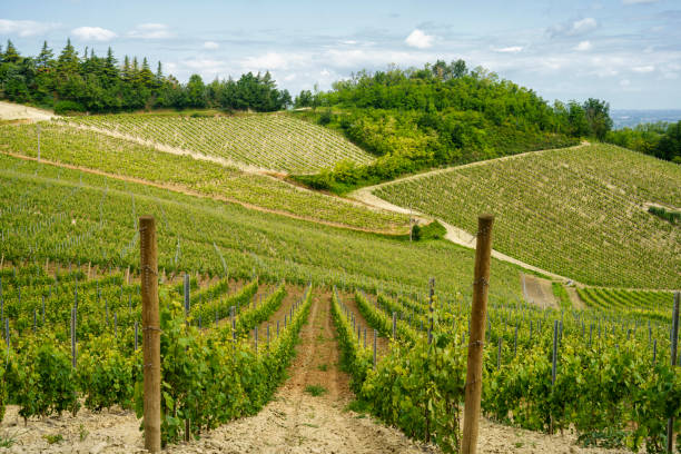 istock Vineyards on the Tortona hills at springtime 1332294320