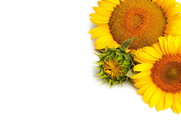 istock Bright colorful yellow sunflowers isolated on white background 1332294489