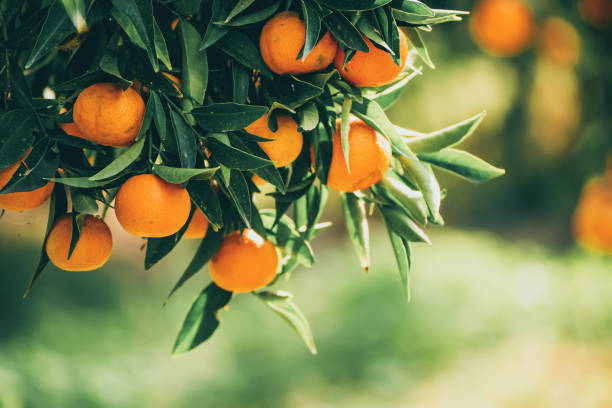 istock Tangerine green garden 1332295690