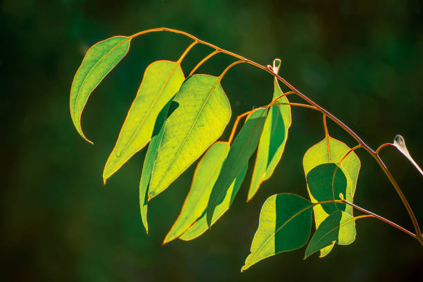 istock Eucalyptus green leaves 1332296401