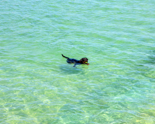 istock Dog Fetching a Ball in the Water 1332296441