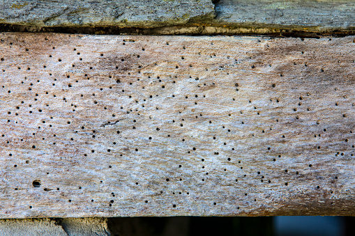 Close-up of woodworm in a beam of wood.