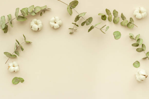 istock Flat lay with green eucalyptus branches and cotton flowers. Top view 1332296907