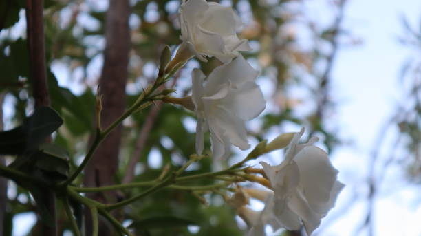 istock Light colored bougainvillea at the botanical garden 1332297078