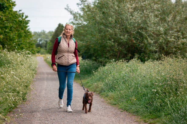 Mature Woman Walking Her Patterdale Terrier A caucasian, mature woman in a nature reserve on a sunny summers day. She is wearing casual clothing and is walking down a footpath with her dog, a brown Patterdale Terrier on a leash. dog walking stock pictures, royalty-free photos & images