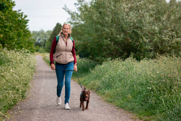 mulher madura andando seu patterdale terrier - cumbria - fotografias e filmes do acervo