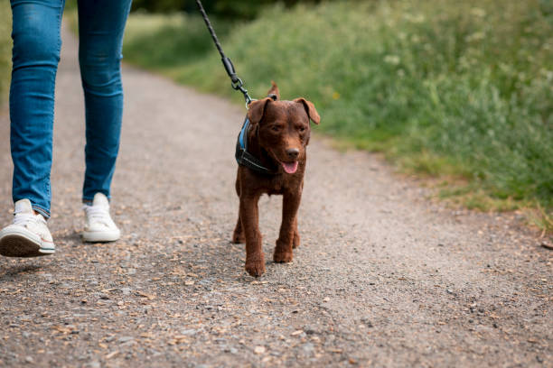 istock Unrecognisable Woman Walking Her Patterdale Terrier 1332297176