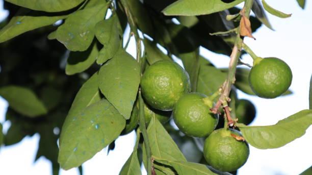 istock Lime tree with full of ripe green lemons 1332297251