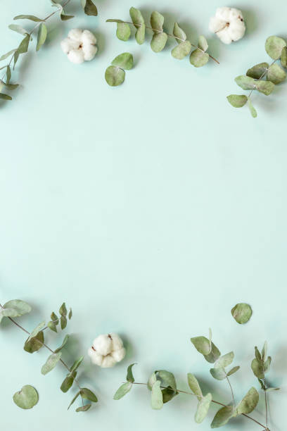 istock Eucalyptus branches and cotton flowers - floral frame. Top view 1332297349