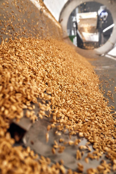 istock Golden wheat grains sorting and drying in the machine 1332298394