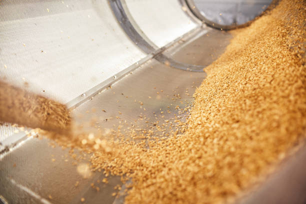 istock Golden wheat grains sorting and drying in the machine 1332298402