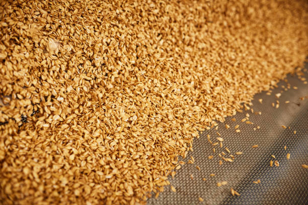 istock Pile of golden wheat grains 1332298403