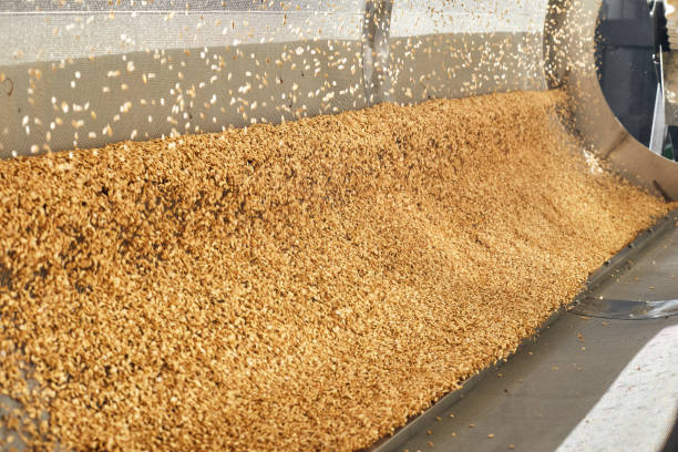 istock Golden wheat grains sorting and drying in the machine 1332298404