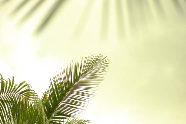 istock green palm leaves on a light green background 1332298832