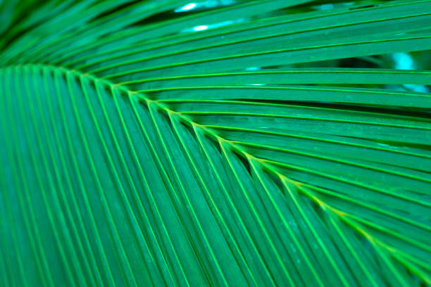 istock green palm leaf, plant texture 1332299616
