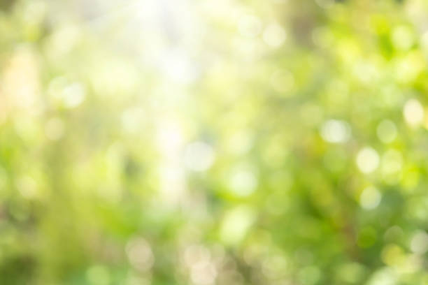 istock Bokeh blur tree nature background with sunlight on summer. Spring season. 1332299698