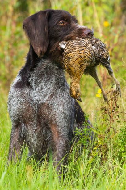 istock a hunting dog holds a downed grouse in its teeth 1332300681