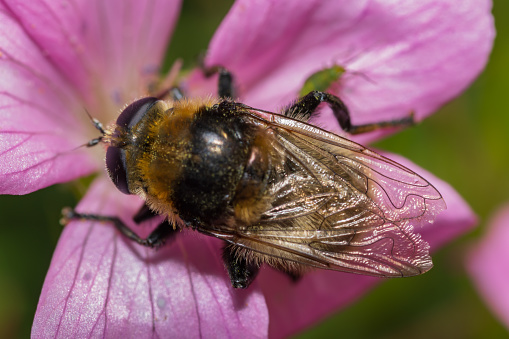 Drone fly on a pink flower