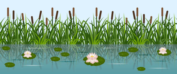 ilustrações, clipart, desenhos animados e ícones de lagoa com lírios de água de lótus e palhetas de grama. água do lago, folhas e flores de lótus, palhetas do rio. fundo perfeito, ilustração vetorial - marsh swamp plant water lily