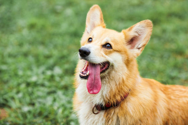 Close-up corgi dog face stock photo