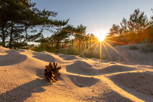 Summer sunset on the sandy dunes in Yyteri, Finland