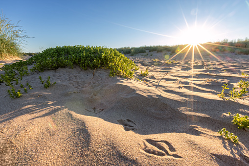 Bird footprint in the sand on the beach, Yyteri, Finland