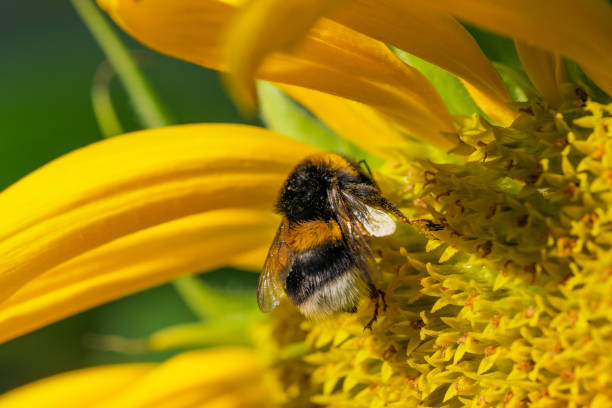 istock Blooming bright yellow sunflower 1332304432