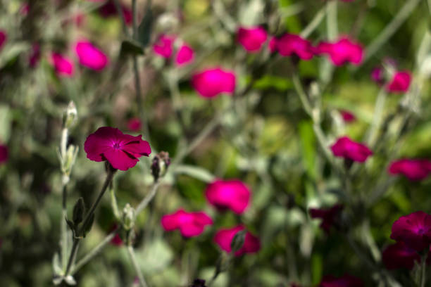 Silene coronaria, summer bright flowers bloom in the garden. Background