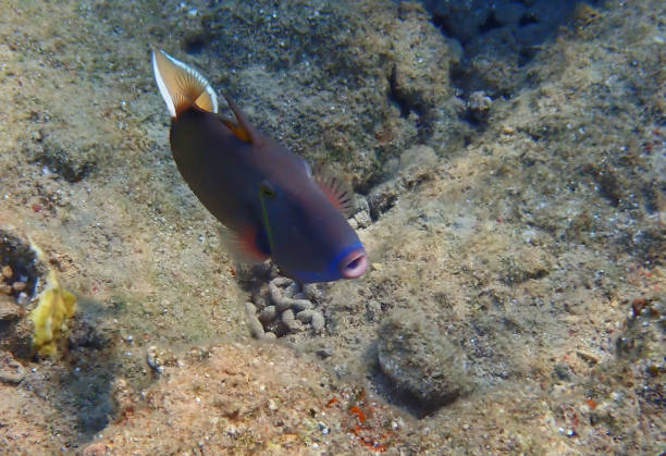 istock Blue-throat trigger-fish, scientific name is Sufflamen albicaudatus, 1332304724