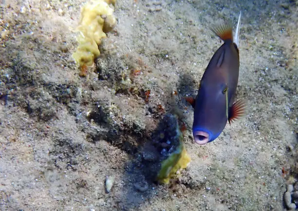 Blue-throat trigger-fish, scientific name is Sufflamen albicaudatus, it belongs to the family Balistidae and has 3 spines on dorsal fin, inhabits the Red Sea