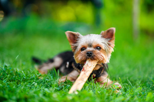 istock Small dog Yorkshire Terrier on the green grass, walking outside 1332306651