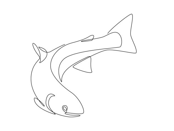 illustrazioni stock, clip art, cartoni animati e icone di tendenza di pesce salmone in un disegno a linee continue. pesce fresco in stile schizzo lineare su sfondo bianco. illustrazione vettoriale - tuna fish silhouette saltwater fish