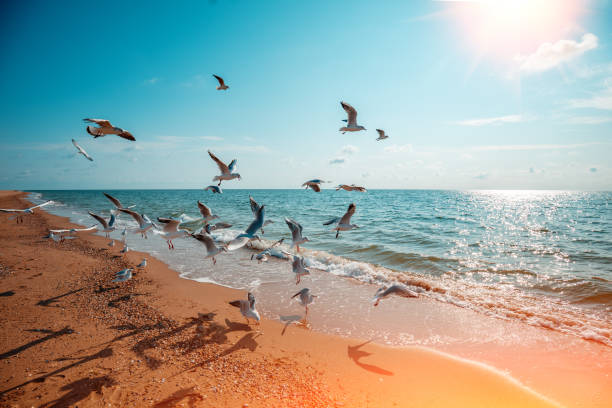 Sunset over the sea. Seagulls fly on the beach. Atlantic Ocean in the evening, Porto, Portugal Sunset over the sea. Seagulls fly on the beach. Atlantic Ocean in the evening, Porto, Portugal seagull photos stock pictures, royalty-free photos & images