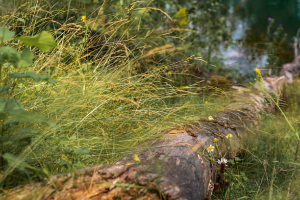 A broken tree lies on the ground surrounded by dangling grass, daisies. The distant plan is blurred, there is a forest lake on it.