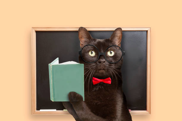 istock Back to School Cat Teacher 1332310248