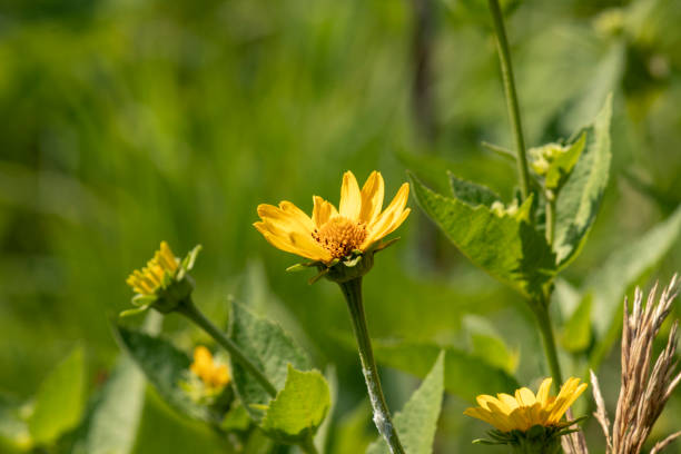 istock Blooming Sun flower in the summer 1332310983